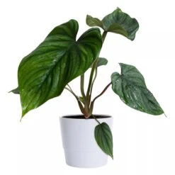 Filodendron 'Ecuador'