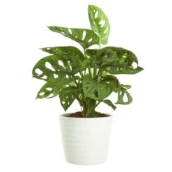 Liten Monstera
