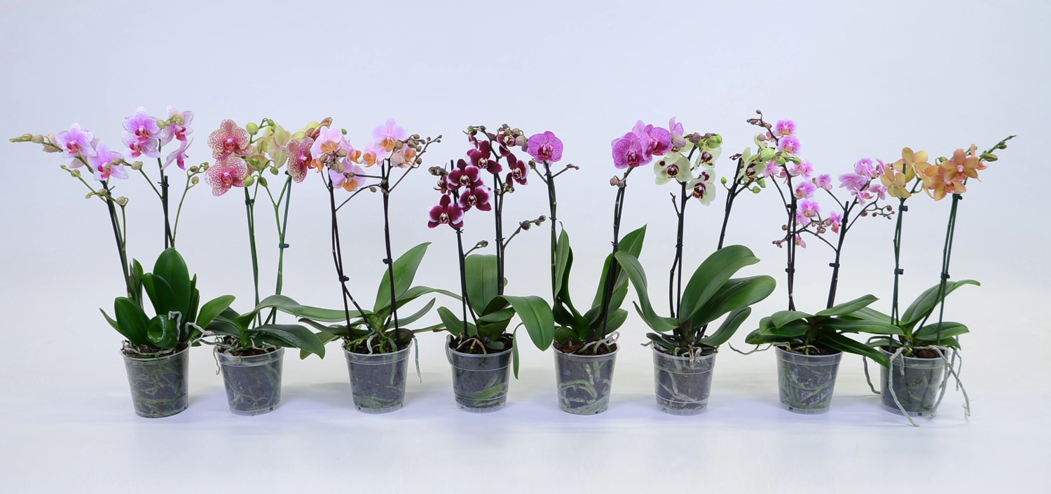 Gazebo Parts Direct Sales Store -Trädgårdsmateriel Försäljning 2024