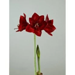 Amaryllis, Jumbo 'Mandela'