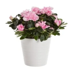 Fönsterazalea, Rosa