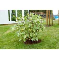 Rysk Kornell 'IVORY HALO' ('Bailhalo')