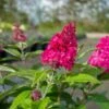 Buddleja 'Butterfly Candies Little Ruby' -Trädgårdsmateriel Försäljning 2024 a431f182d865d2d3f9339ed4bfab5ee3