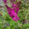 Buddleja 'Miss Ruby' 1 Buddleja 'Miss Ruby' -Trädgårdsmateriel Försäljning 2024 abeab94308b8e5e2af6e53909467e274