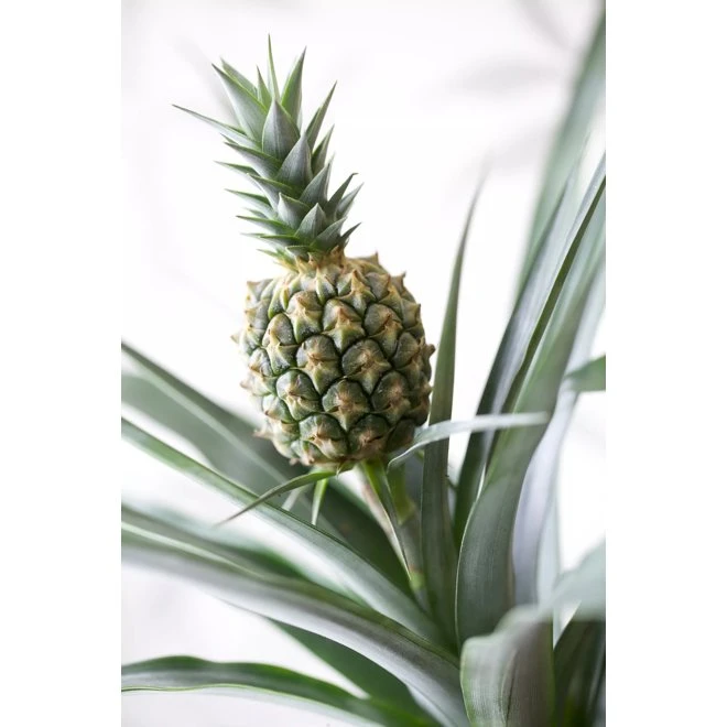 Ananas CORONA 3 Ananas CORONA