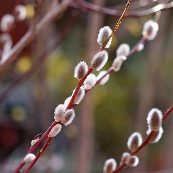 Hängdaggvide 'Pendulifolia' 3 Hängdaggvide 'Pendulifolia'