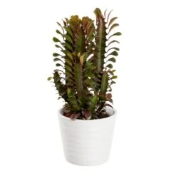 Trekantseuforbia 'Rubra'