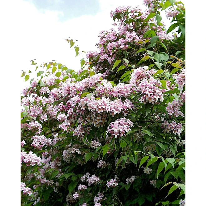 Paradisbuske 'Pink Cloud' 3 Paradisbuske 'Pink Cloud'