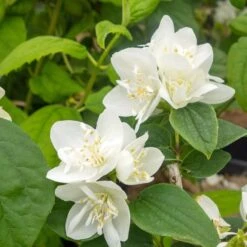 Kameliaschersmin 'Minnesota Snowflake'