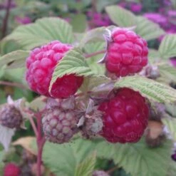 Trädgårdshallon 'Mormorshallon'