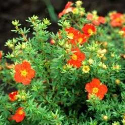 Trädgårdstok 'Red Ace'