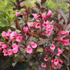 Rosenprakttry 'Alexandra'