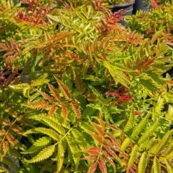 Rönnspirea Matcha Ball First Editions®-Serien