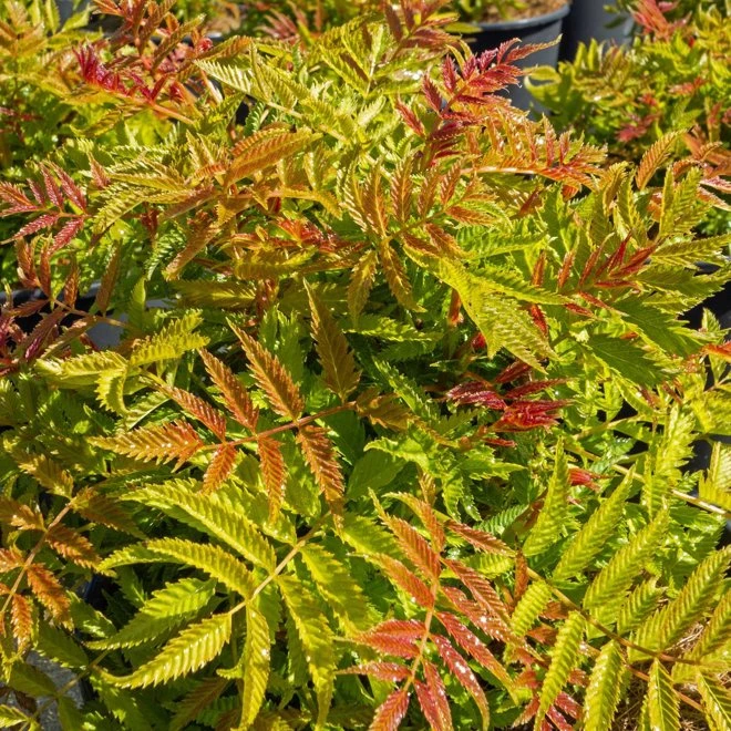 Rönnspirea Matcha Ball First Editions®-Serien 3 Rönnspirea Matcha Ball First Editions®-Serien