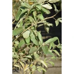 Silverbuske 'Zempin'