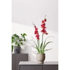 Oncidopsis Nelly Isler Grex