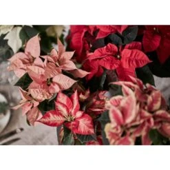 Björkspirea 'Island'