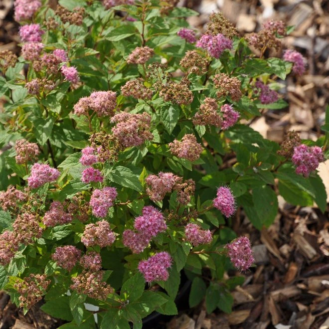 Praktspirea 'Manon' 3 Praktspirea 'Manon'