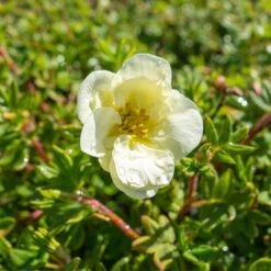 Trädgårdstok CREME BRULE