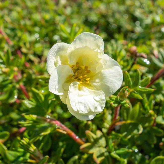 Trädgårdstok CREME BRULE 3 Trädgårdstok CREME BRULE