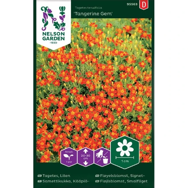 Tagetes, Liten 'Tangerine Gem' 3 Tagetes, Liten 'Tangerine Gem'