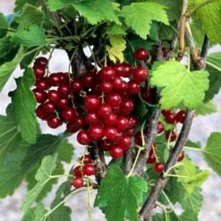 Röda Vinbär 'Rondom'