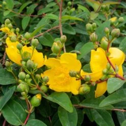 Vinterhyperikum 'Hidcote'