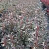 Smällspirea TINY WINE ('Smpotw') -Trädgårdsmateriel Försäljning 2024 ce8d255df3a6d535be26218b778f125a
