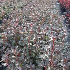 Smällspirea TINY WINE ('Smpotw')