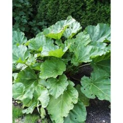 Rabarber 'Elmsblitz'