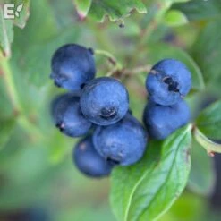 Hybridblåbär 'Putte'