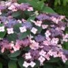 Purpurhortensia LAMONA ('Ep Mona')