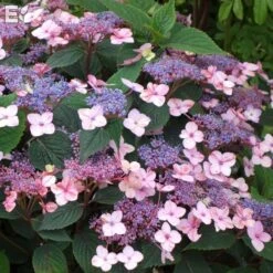 Purpurhortensia LAMONA ('Ep Mona')