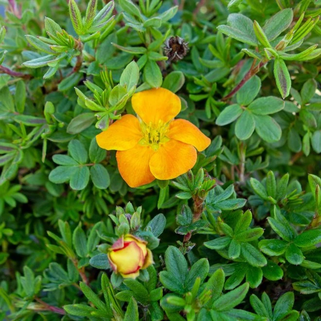 Trädgårdstok MANDARIN TANGO 3 Trädgårdstok MANDARIN TANGO