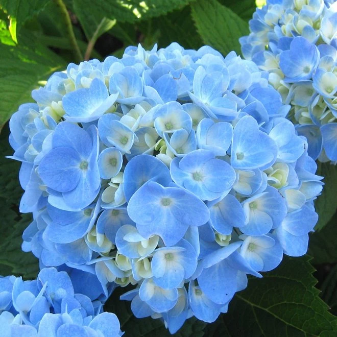 Hortensia THE ORIGINAL (Endless Summer-Serien ) 3 Hortensia THE ORIGINAL (Endless Summer-Serien )