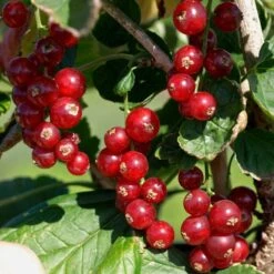 Röda Vinbär 'Rovada'