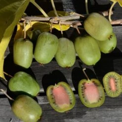 Minikiwi 'Chang Bai'