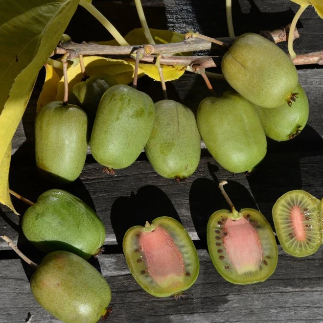 Minikiwi 'Chang Bai' 3 Minikiwi 'Chang Bai'