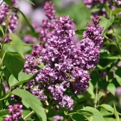 Syren 'Charles Joly'