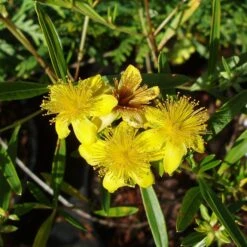 Hypericum 'Gemo'