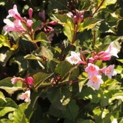 Rosenprakttry 'Polka'