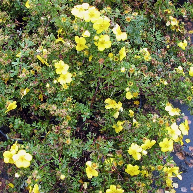 Trädgårdstok 'Goldstar' 3 Trädgårdstok 'Goldstar'