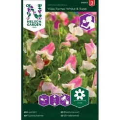 Luktärt 'Villa Roma' White & Rose