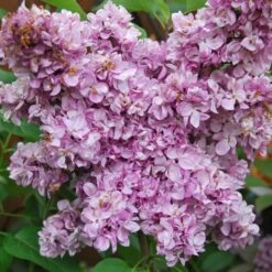 Syren 'Prince Wolkonsky'