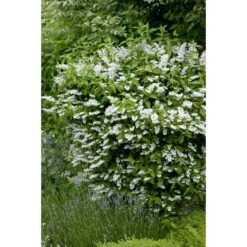 Schersmin 'Starbright'