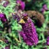 Syrenbuddleja 'Nanho Petite Purple' 1 Syrenbuddleja 'Nanho Petite Purple' -Trädgårdsmateriel Försäljning 2024 de66707d78848932b208aaa648131fd4