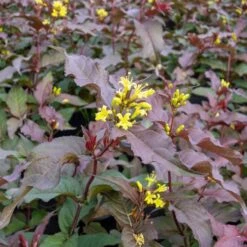 Hybridgetris DIVA ('El Madrigal')