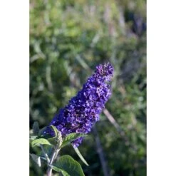 Syrenbuddleja 'Black Knight'