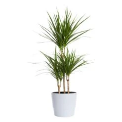 Kantdracena