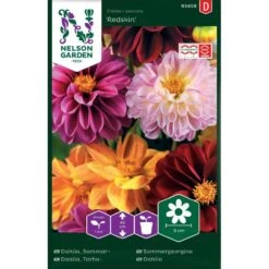 Sommardahlia 'Redskin'
